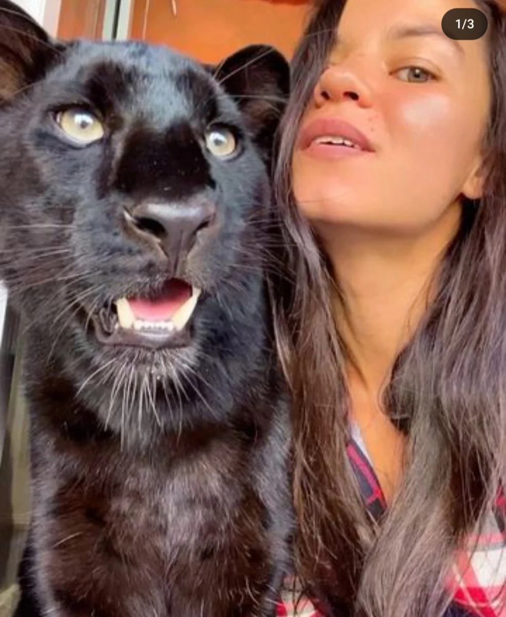 Woman Raised A Panther Thinking It Was A Cat