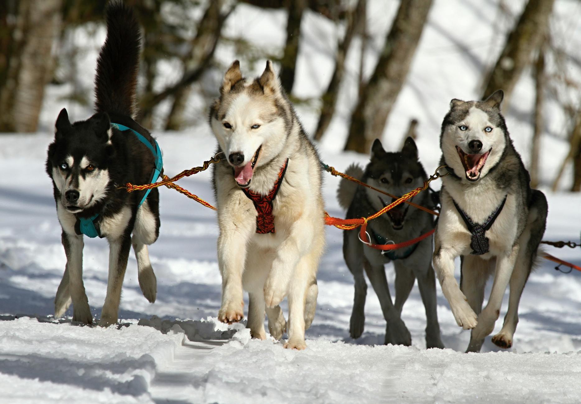 huskeys dogs driving sled through white snow